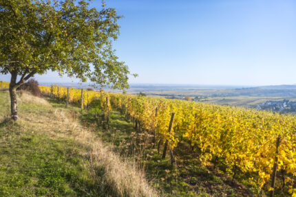 Viinimatka Alsacen maisemiin